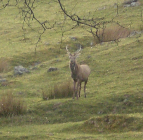 Stag on Scottish hillside